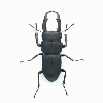 Photo, stag beetle, kokuwagata, white background, 