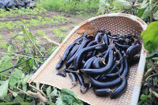 シーズン最後茄子収穫（茄子の木片づけ） 長茄子,庄屋長茄子,茄子の写真素材