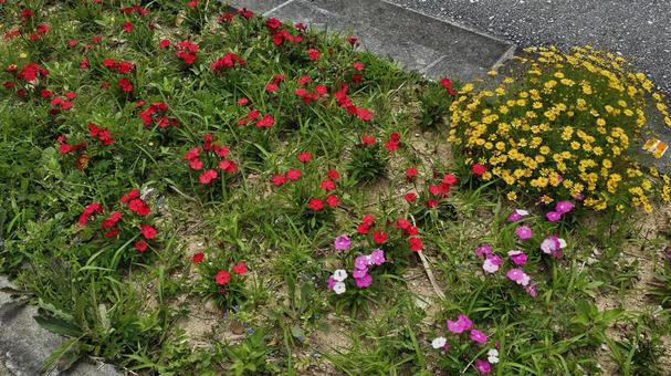 花壇の花 花壇の花の写真