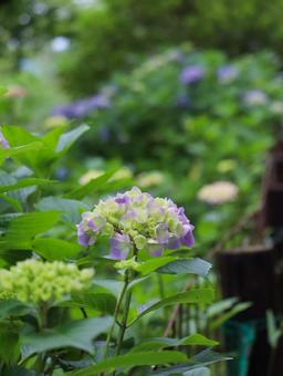 Hydrangea, JPG Hydrangea, JPG