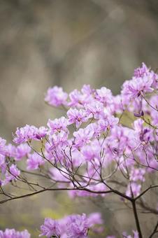 春の山で花を咲かせるミツバツツジ ミツバツツジ,ヤマツツジ,山ツツジの写真素材