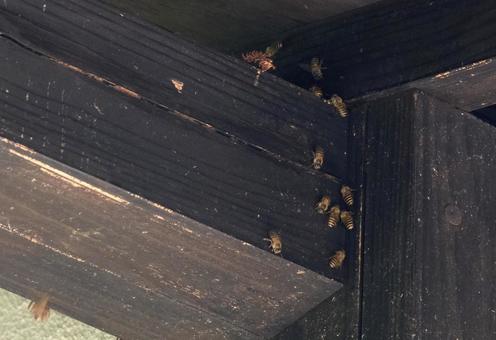 巣作りを始めたミツバチ 巣作りを始めたミツバチの写真