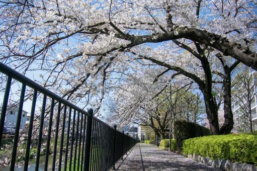 調布市の桜並木2 調布市の桜並木2の写真