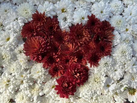 ハートの形の菊の手水舎 花手水,ハート,菊の写真素材