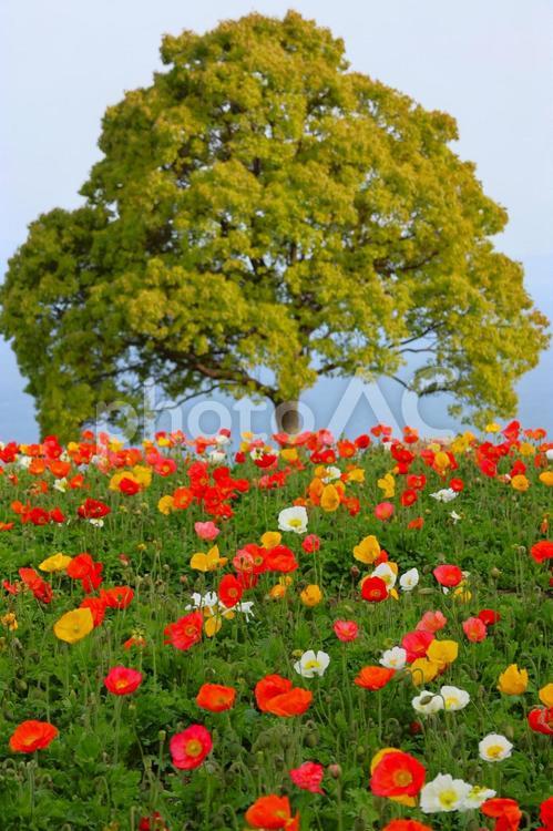 あわじ花さじきのポピーの花 あわじ花さじき,ポピー,花の写真素材