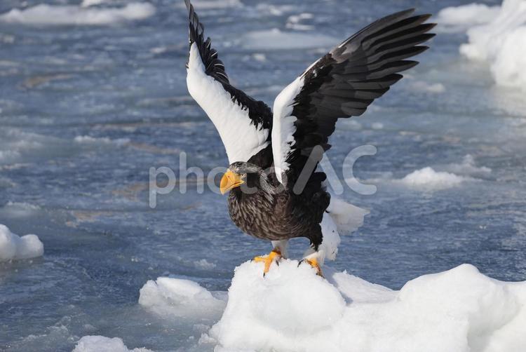 オオワシ オオワシ,鷲,鳥の写真素材