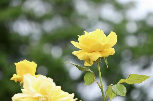 Yellow Rose, JPG Yellow Rose, JPG