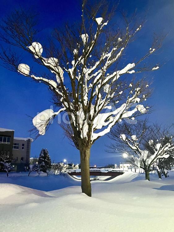 夜の帳が下りる頃　雪化粧の木々 夜の帷,日没,夜の写真素材