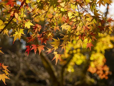 秋色に染まるもみじの風情 秋色に染まるもみじの風情 紅葉,もみじ,秋の写真素材