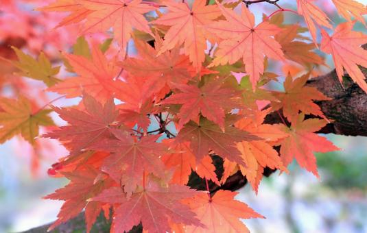 もみじの紅葉 もみじの紅葉の写真