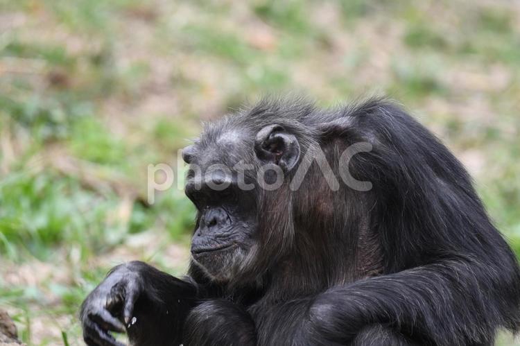 チンパンジー_3 チンパンジー,動物,陸上動物の写真素材