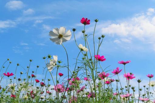 青空とコスモス 青空とコスモス コスモス,秋桜,花の写真素材