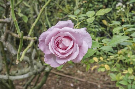 ローズシナクティフ ローズシナクティフ,エモーションブルー,ローズシネルジックの写真素材