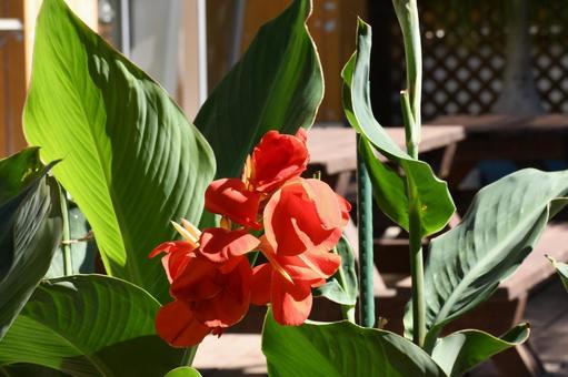 Photo, red flower, vivid, natural scenery, 