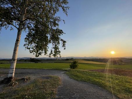 田園風景 美瑛 夕日 大自然 緑 北海道 田園風景 美瑛 夕日 大自然 緑 北海道 風景,木,景観の写真素材