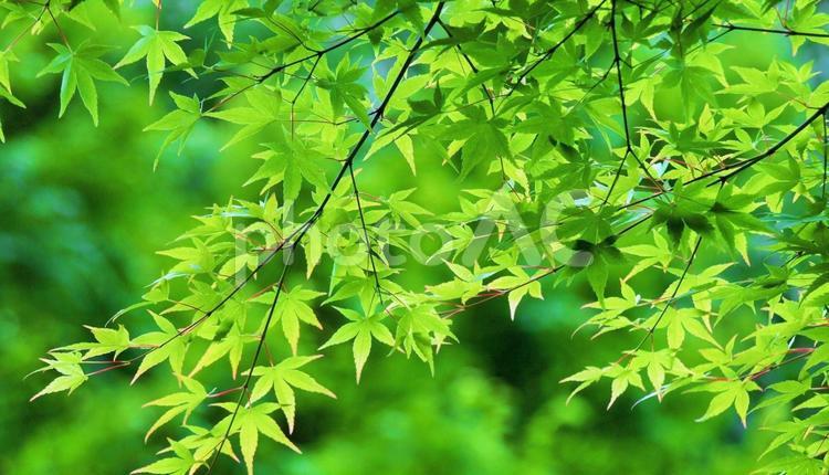 青モミジ、楓の新緑 モミジ,青モミジ,楓の写真素材