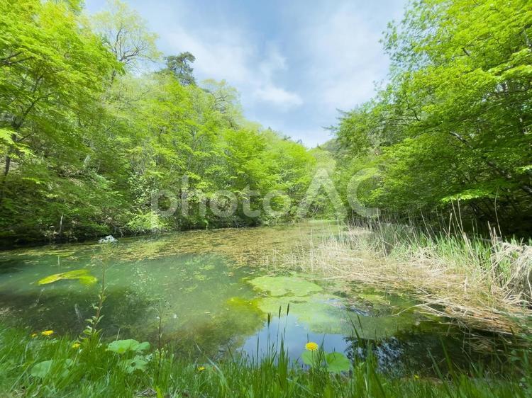 夏の池 夏,池,森林の写真素材