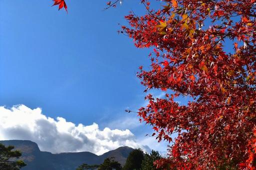 紅葉と青空 紅葉,もみじ,秋の写真素材