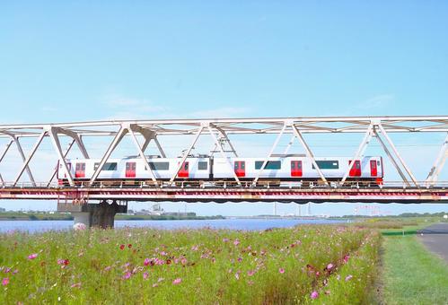 電車とコスモス② 電車とコスモス② 電車,コスモス,鉄橋の写真素材