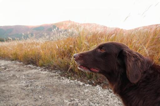 すすき野原でひょっこり登場 犬,大型犬,レトリーバーの写真素材