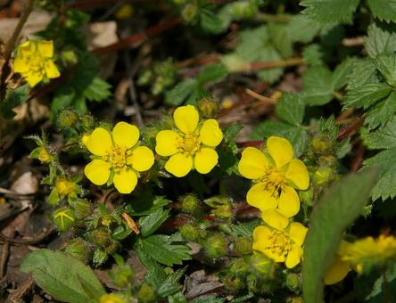 キジムシロの写真