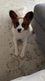 モデル モデル パピヨン,papillon,犬の写真素材