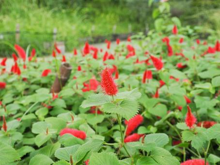キャッツテール キャッツテール,花,フラワーの写真素材