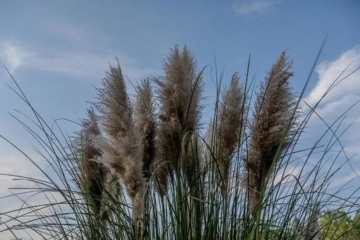 清水公園の秋 清水公園の秋 清水公園,park,秋の写真素材