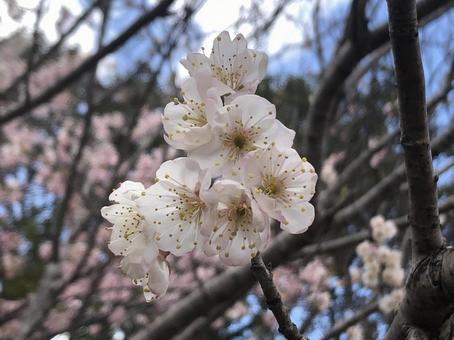 スモモの花 スモモの花の写真