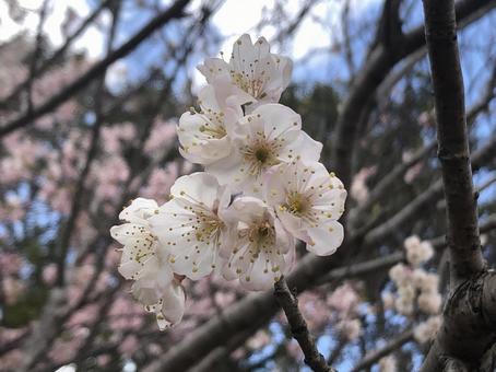 スモモの花 春,スモモ,バラ科の写真素材