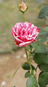 【薔薇】アルフレッド シスレー rose,植物,園芸の写真素材