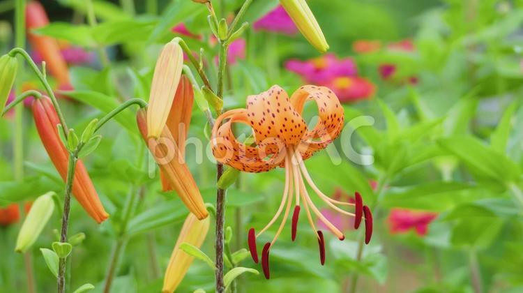 趣のある爽やかなオニユリの花 オニユリ,ユリ,リリーの写真素材