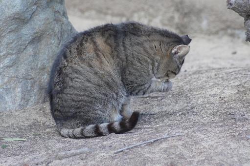 cat, JPG