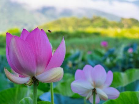 蓮の花、蓮の葉、ミツバチ 蓮の花、蓮の葉、ミツバチ 蓮,ミツバチ,花の写真素材