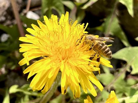 Photo, dandelion, flowers and insects, tulipa edulis (species of tulip with an edible bulb), 