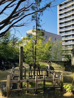 船橋大神宮　意富比神社　御神木 船橋大神宮,意富比神社,千葉県船橋市の写真素材