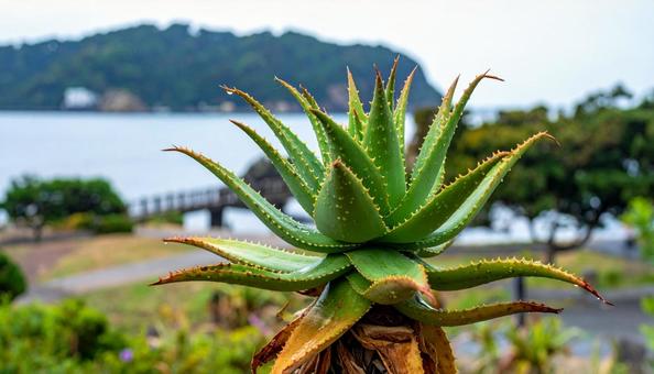 キダチアロエの写真