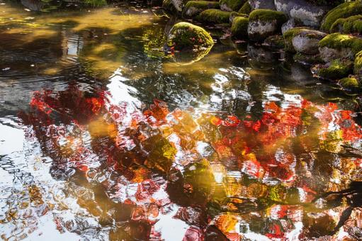 もみじ公園の秋(40) 秋,紅葉,モミジの写真素材