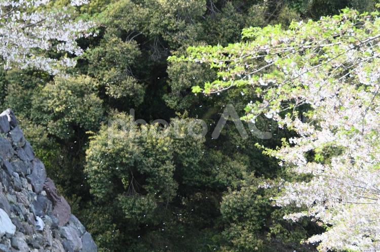 桜吹雪と田丸城跡 田丸城跡,城,玉城町の写真素材