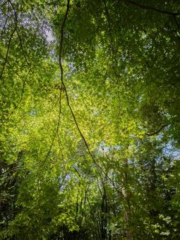 新緑の木漏れ日 自然,森,林の写真素材