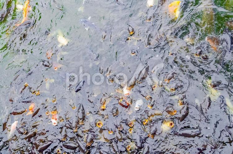 餌を欲しがる鯉 鯉,餌,池の写真素材