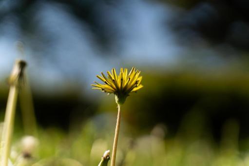 春の日差しに咲くたんぽぽ② たんぽぽ,黄色い花,春の写真素材