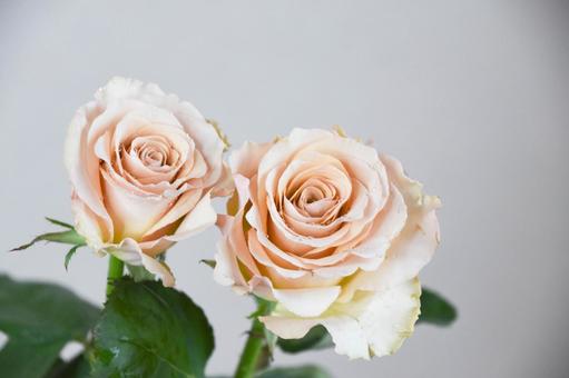 コーラルピンクのばら コーラルピンクのばら コーラルピンク,ばら,薔薇の写真素材