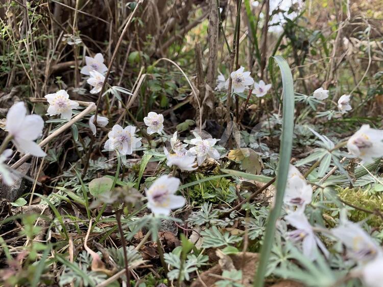 群生する節分草 花,植物,自然の写真素材