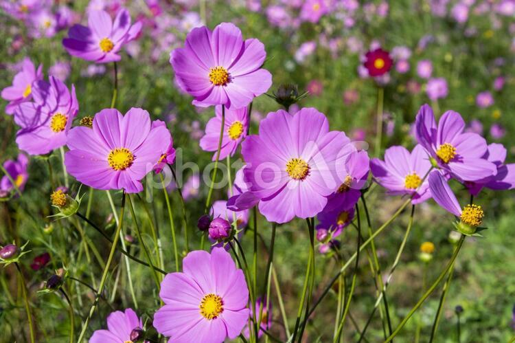コスモスの花畑　鹿児島県　上場高原 コスモス,秋桜,花の写真素材