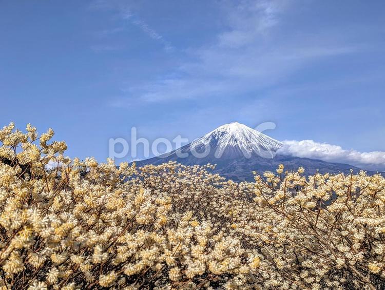三椏と春の富士景色 富士山,mmtfuji,fujisanの写真素材