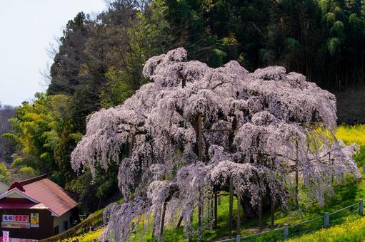 三春町の滝桜 滝桜,満開,爛漫の写真素材