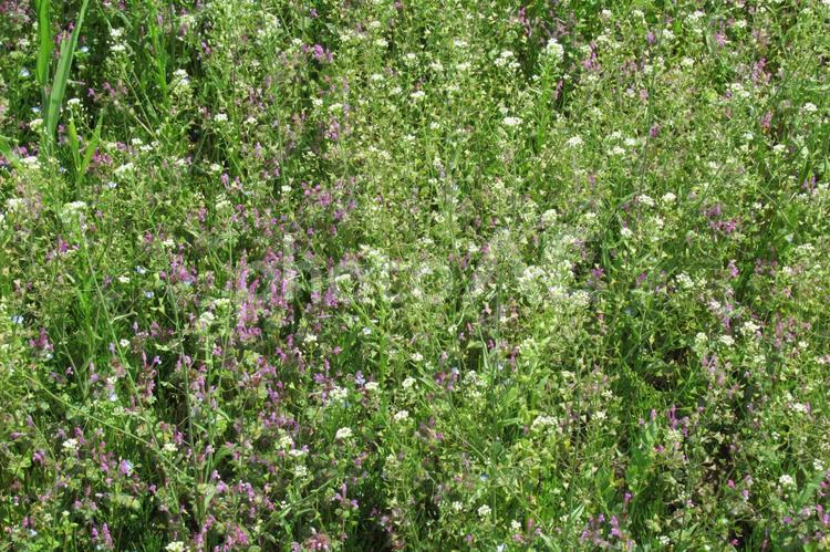 畑の脇道に群生している細かな山野草 山野草,植物,草の写真素材