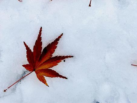 雪ともみじ もみじ,雪,冬の写真素材