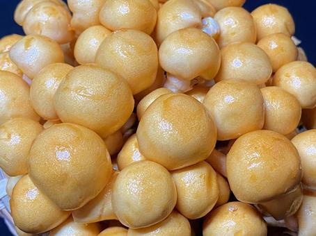 なめこ なめこ なめこ,滑子,木の子の写真素材